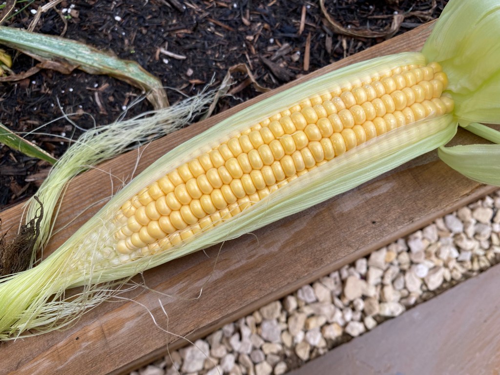 And Finally we have Sweetcorn to Harvest