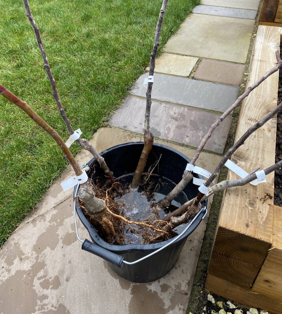 We have Bare Root Fruit&nbsp;Trees!