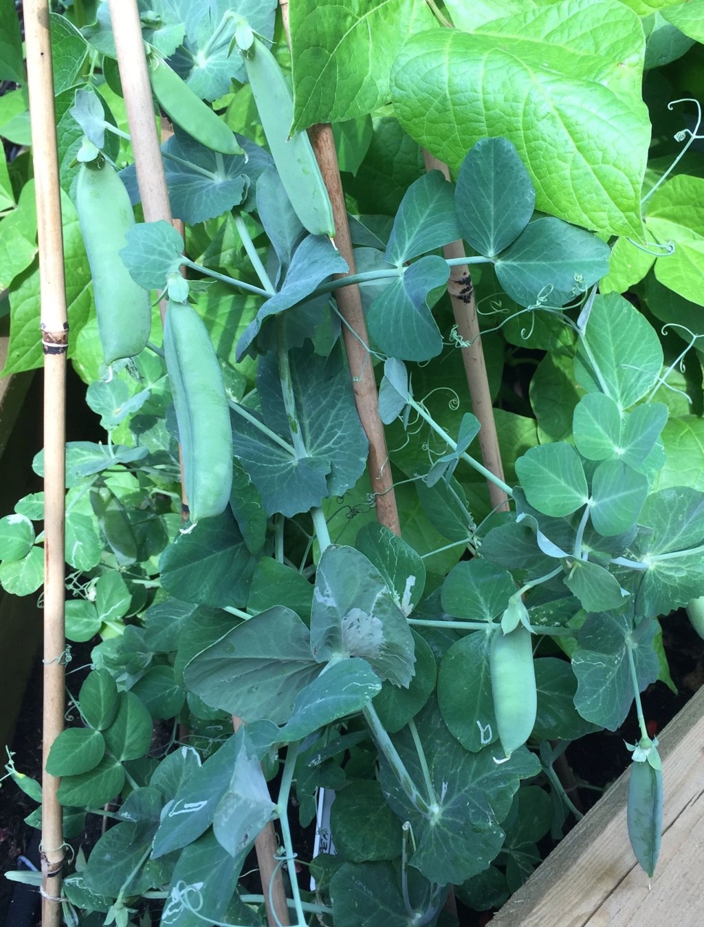 I Love Peas and I want to grow them all year