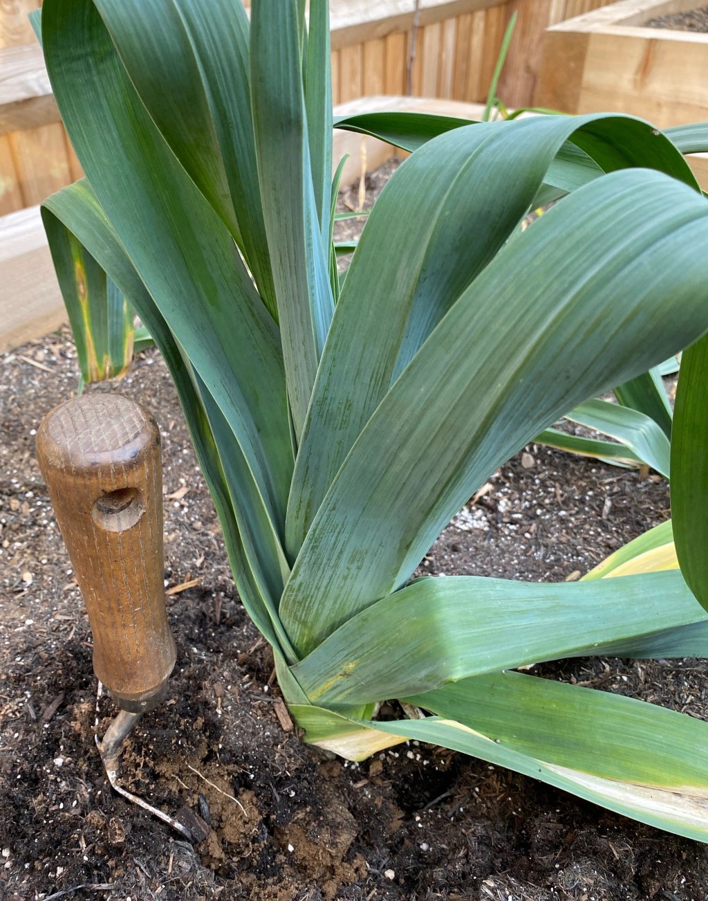 Musselburgh Leek Harvest in&nbsp;February