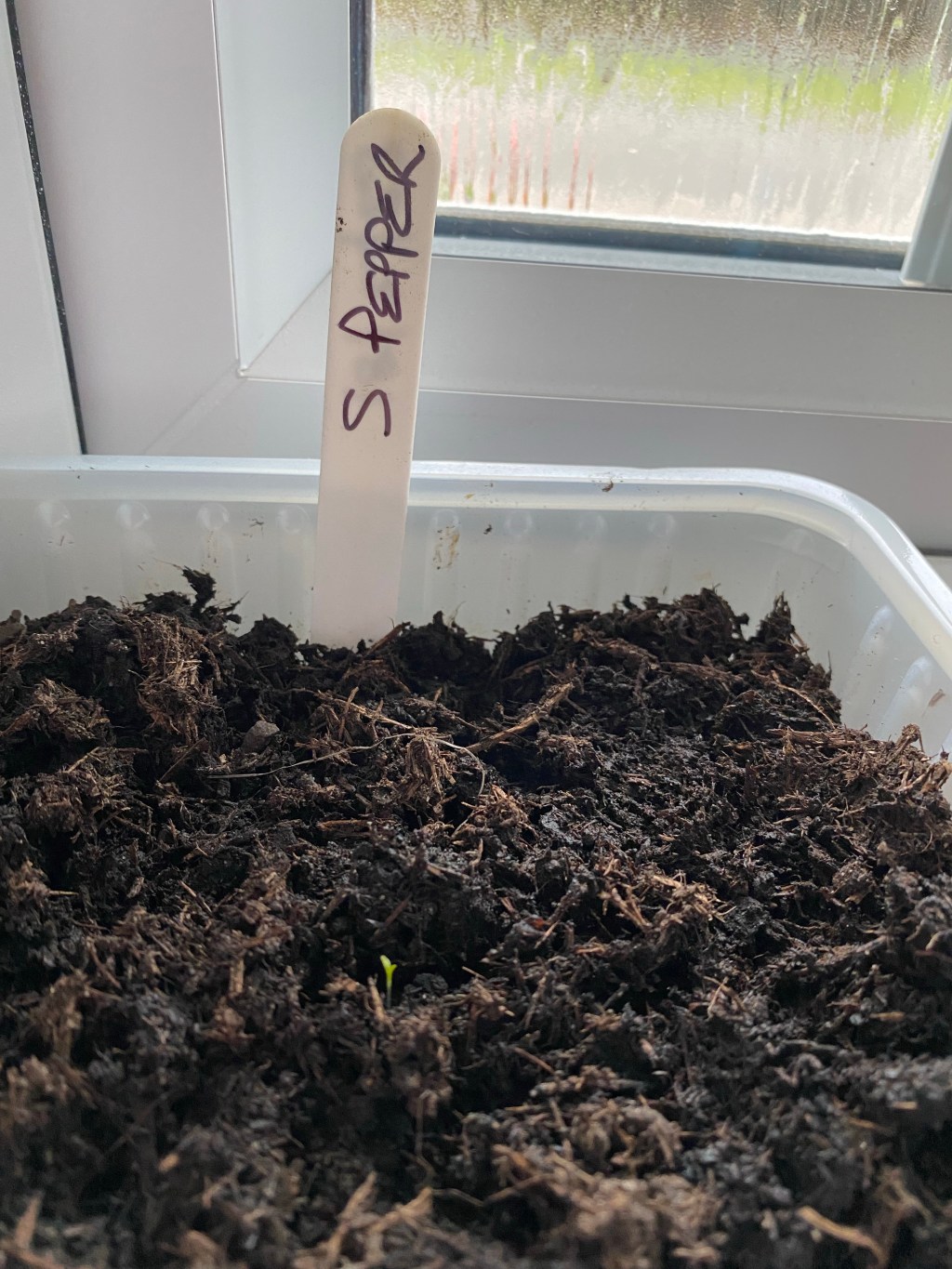 Sowing Sweet Pepper Seeds Indoors in Mid&nbsp;February