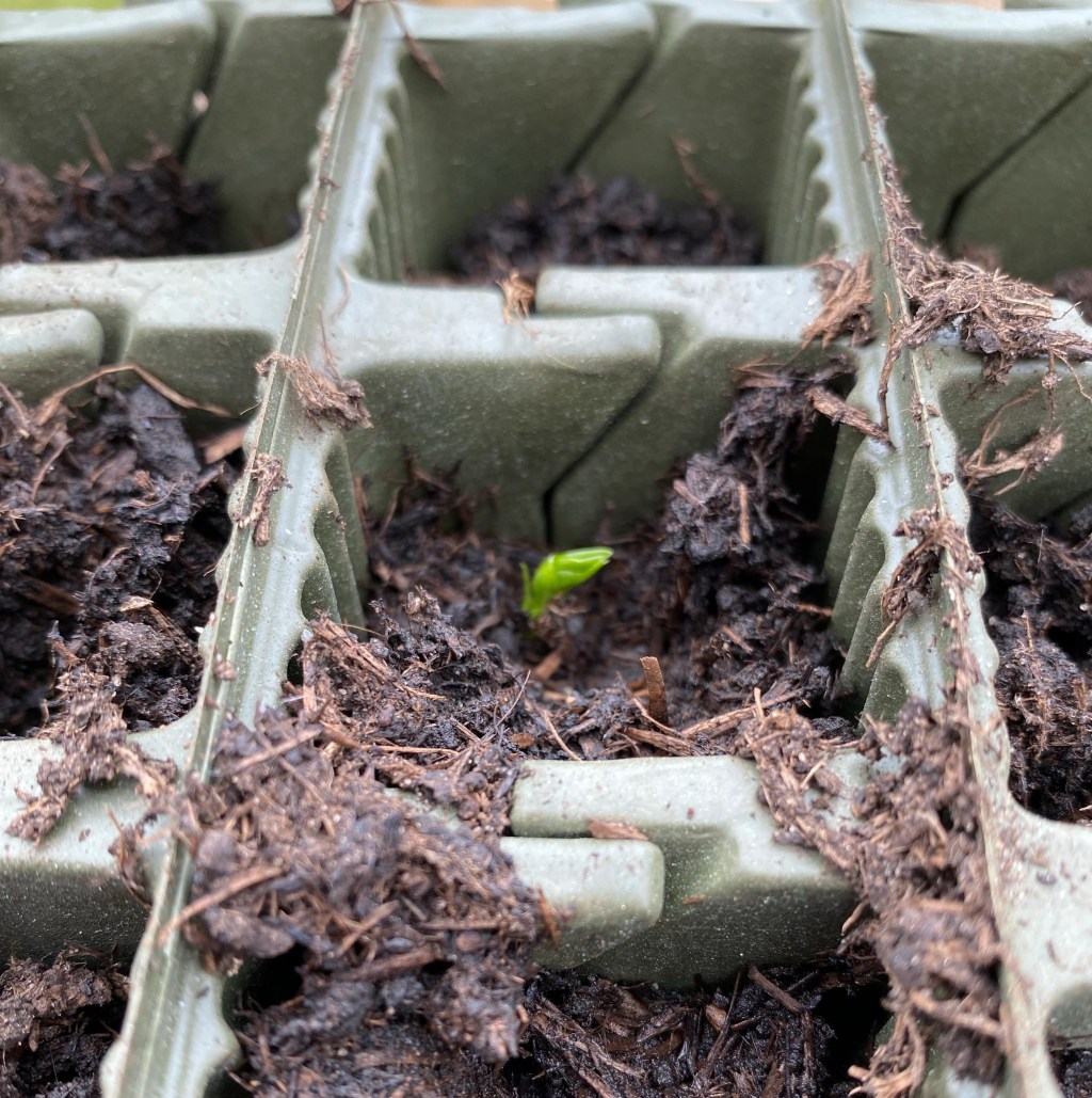 Vegetable Seed Sowing Update – Mid March