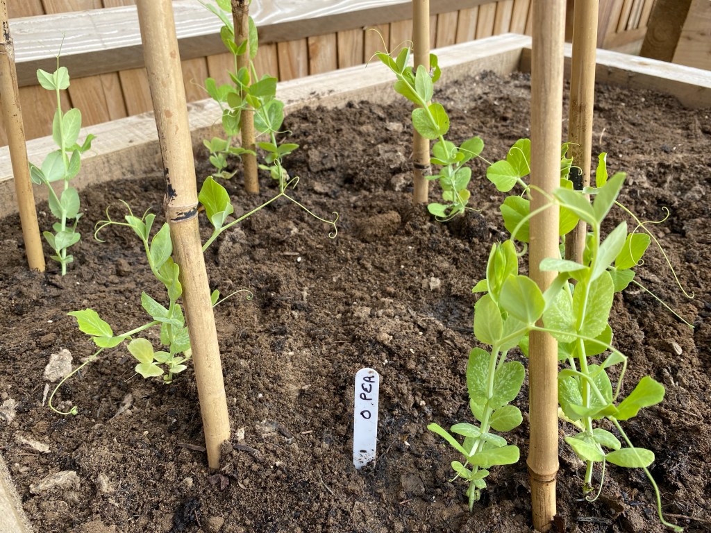 It’s All About Peas – Very Early Peas planted out into the ground in early April.