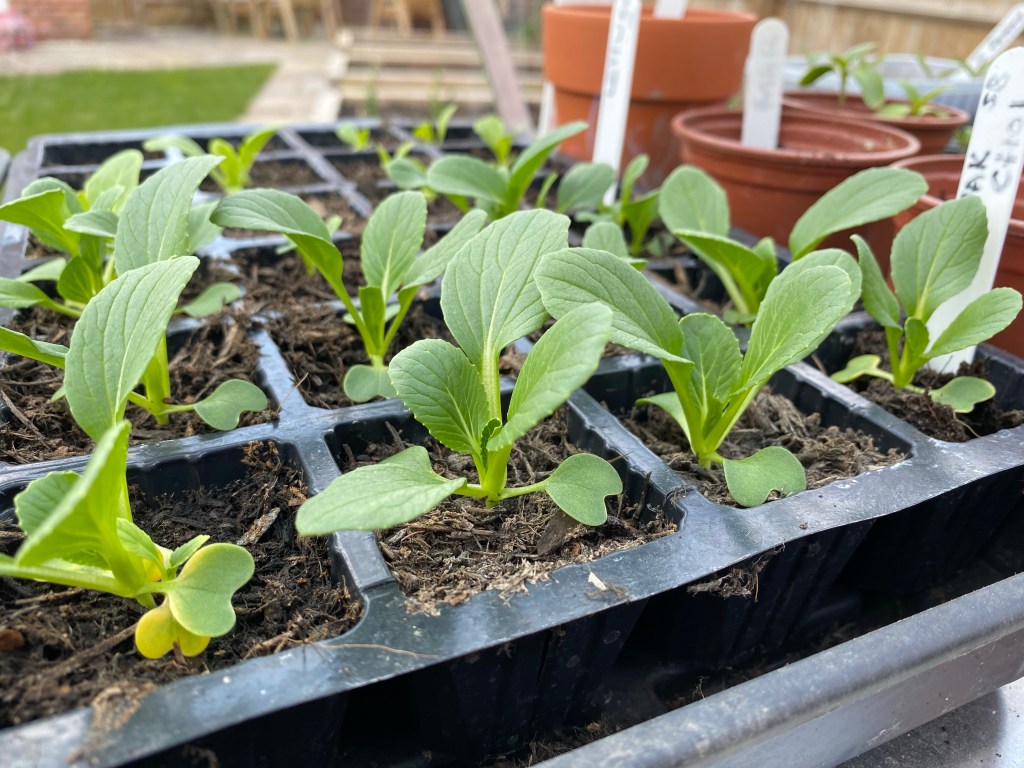 Sowing Pak Choi in March to May for a Summer Harvest