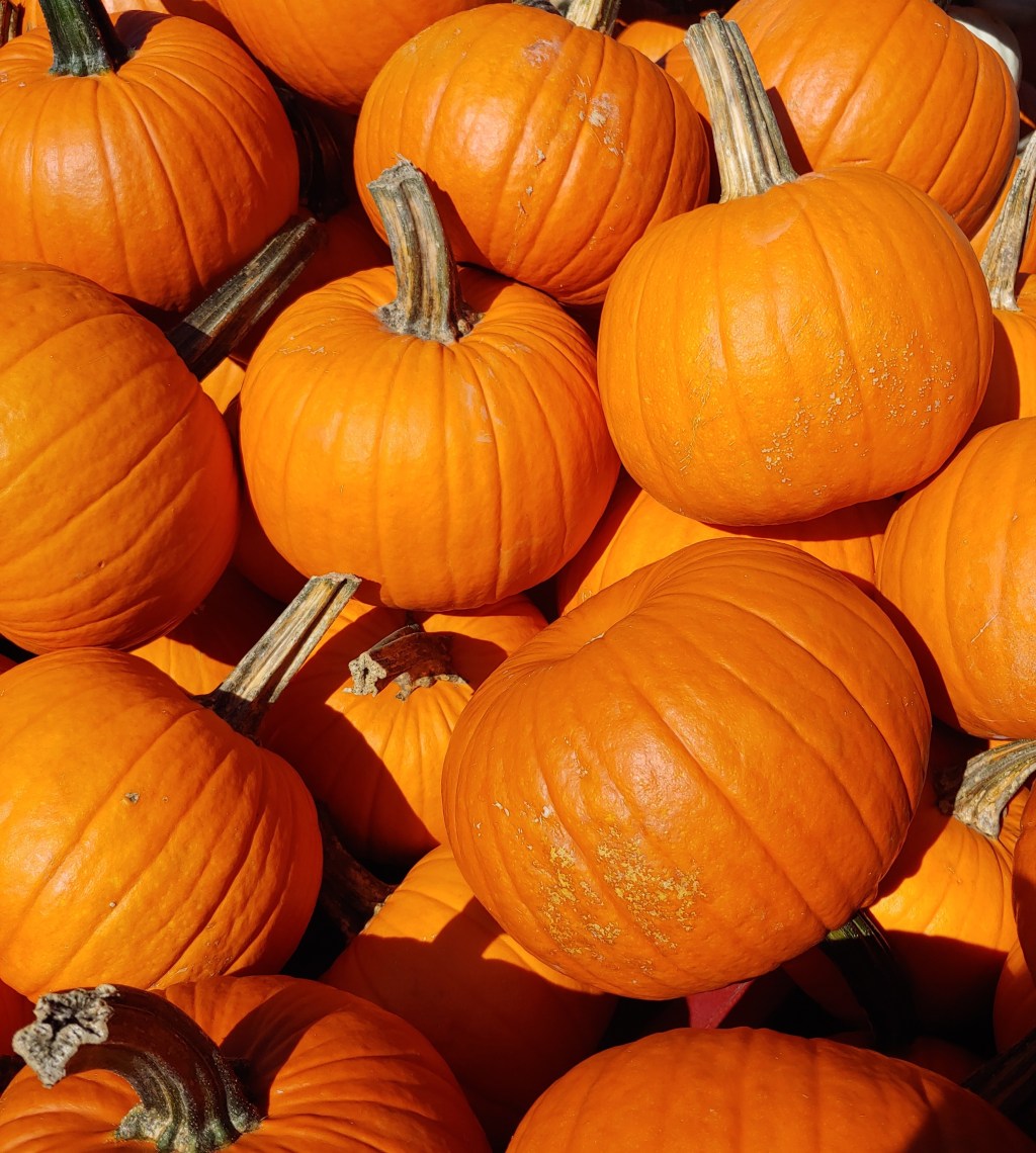 It’s time to Sow Pumpkins in May in the&nbsp;UK