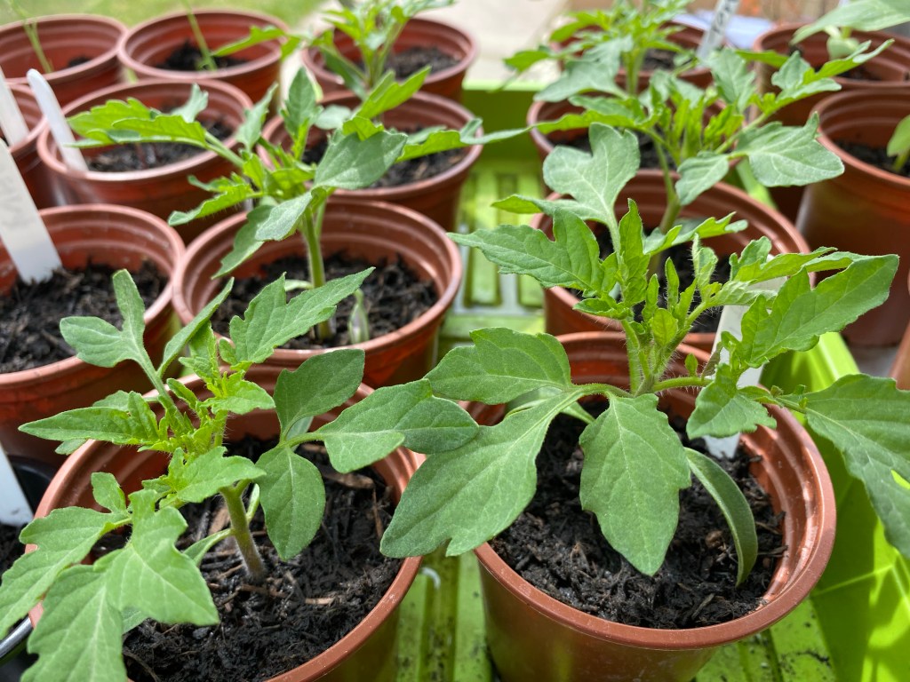 Early May Updates – Vegetable Growing Progress