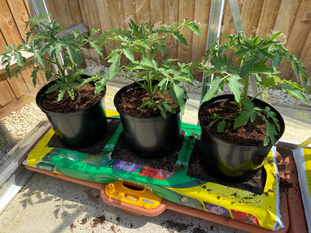 My Tomato Growing setup in a Greenhouse with a watering system