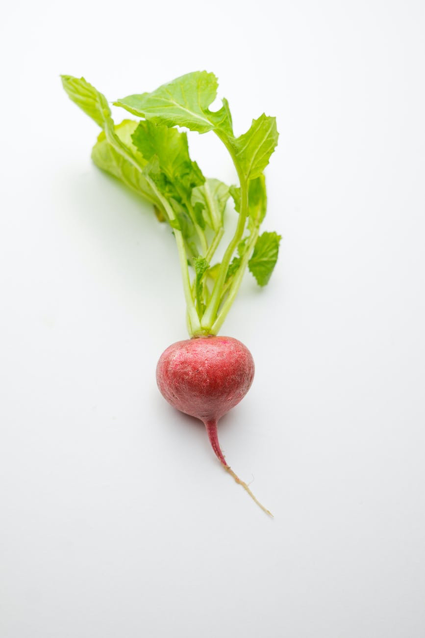 Let’s Grow Veg Together – Weekly – Growing is good for the mind and soul, Video Lapse, Bonsai &&nbsp;Nutrition