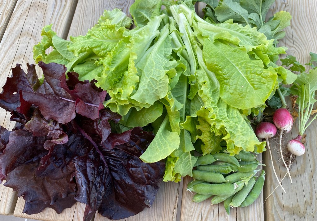 June Vegetable Harvest – Lettuce, Peas, Radish and Baby Cucumbers.