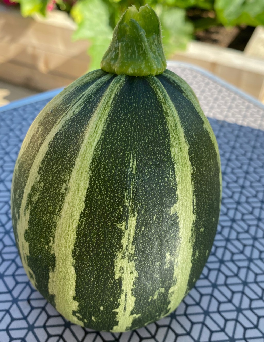 Highlights from our Vegetable Garden – 25 June 2023