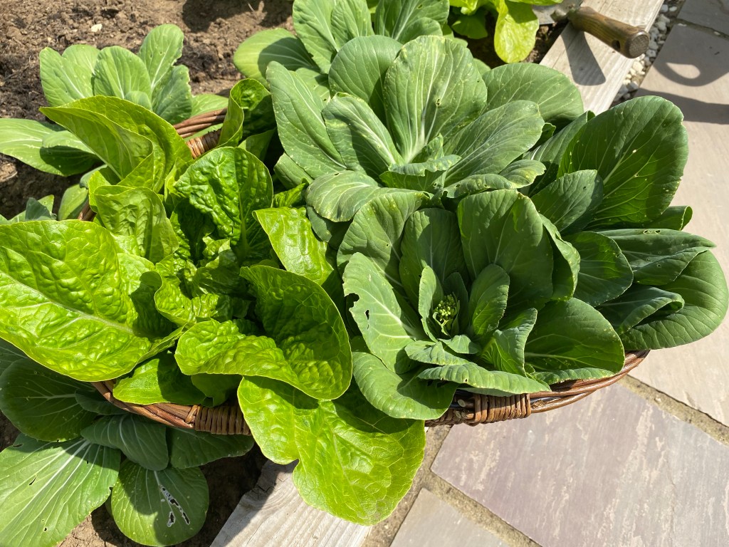 Lettuce and Pak Choi Harvest in Late May and Early June