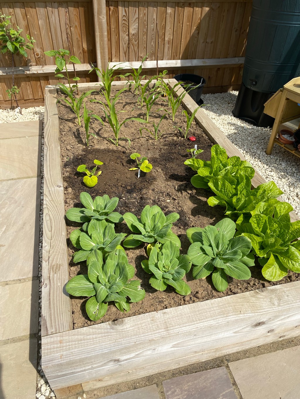 Late May Update – Vegetable Growing&nbsp;Progress