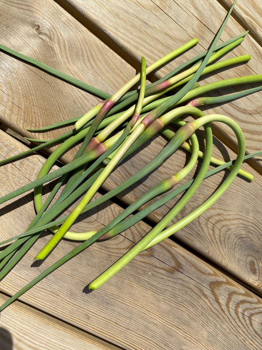 What are Garlic Scapes? and is my Garlic&nbsp;Flowering?