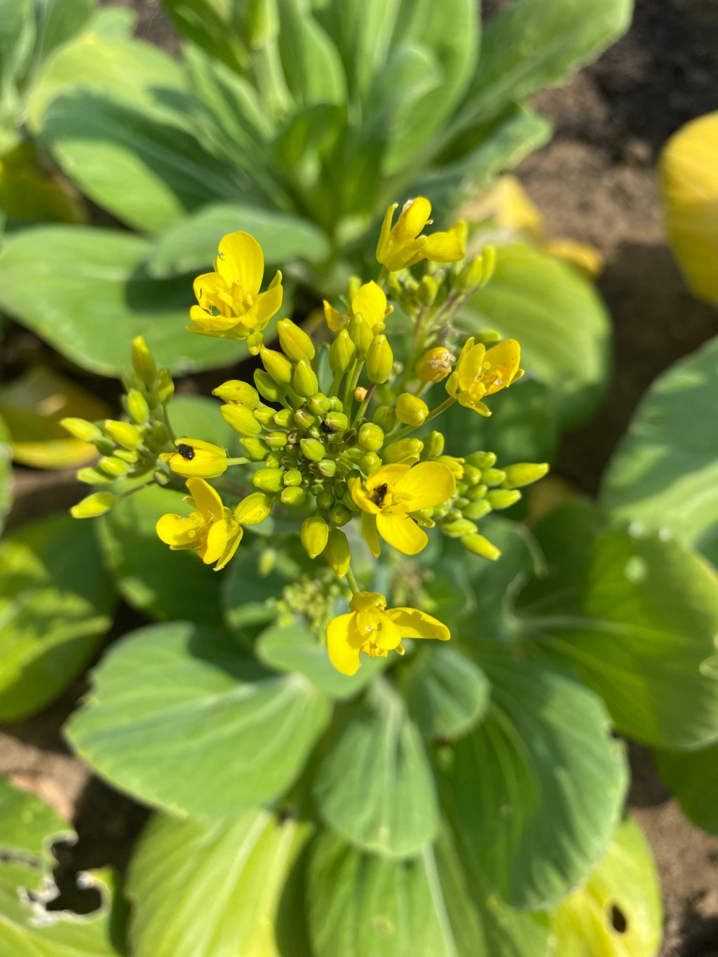 ‘Nature does it best’ Pest Control in the Vegetable&nbsp;Garden