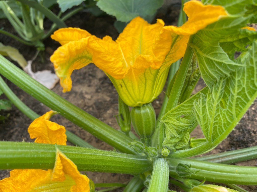 Interesting Vegetables: Growing Ball Courgettes – Green Striped Ball – Piccolo F1