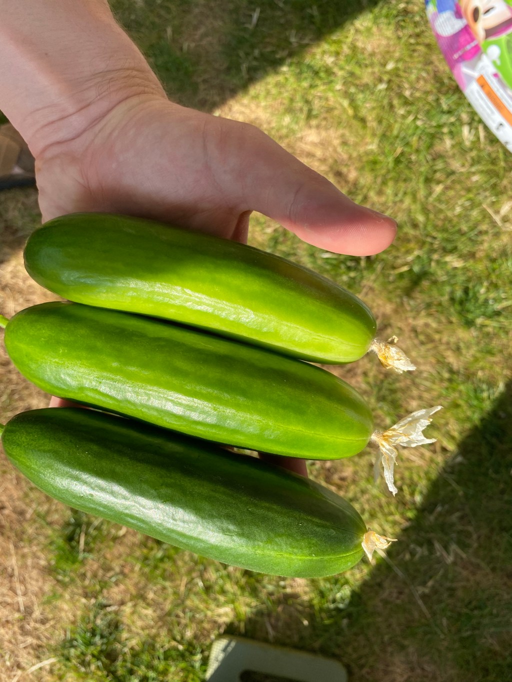 Growing Mini Vegetables for Children & Big Kids (Adults)