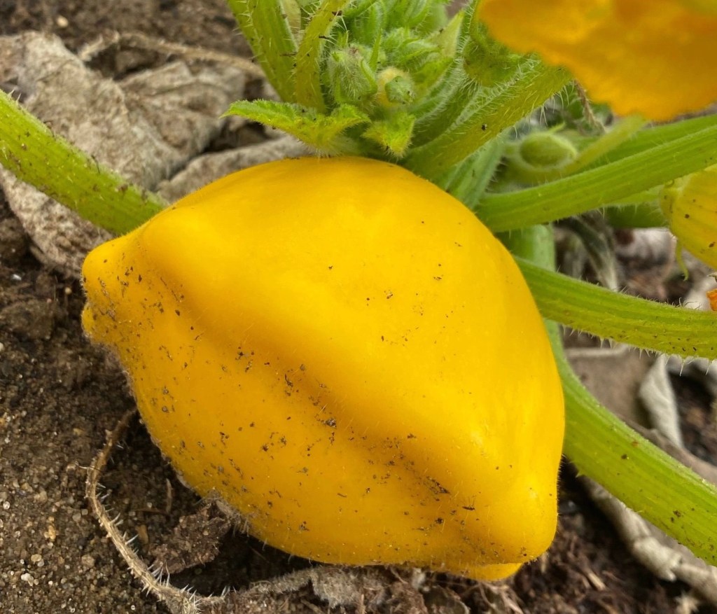 Let’s Grow Together – Weekly – Recipes for Vegetable Gluts