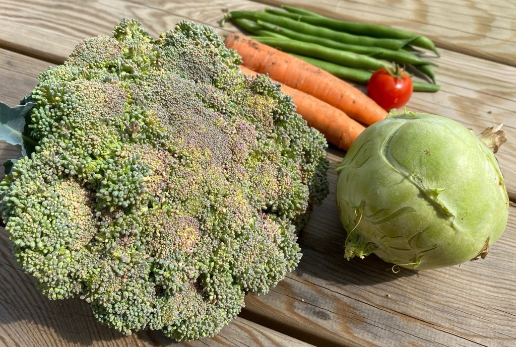 July Harvest – Beans, Carrots, Kohl Rabi and first tomatoes