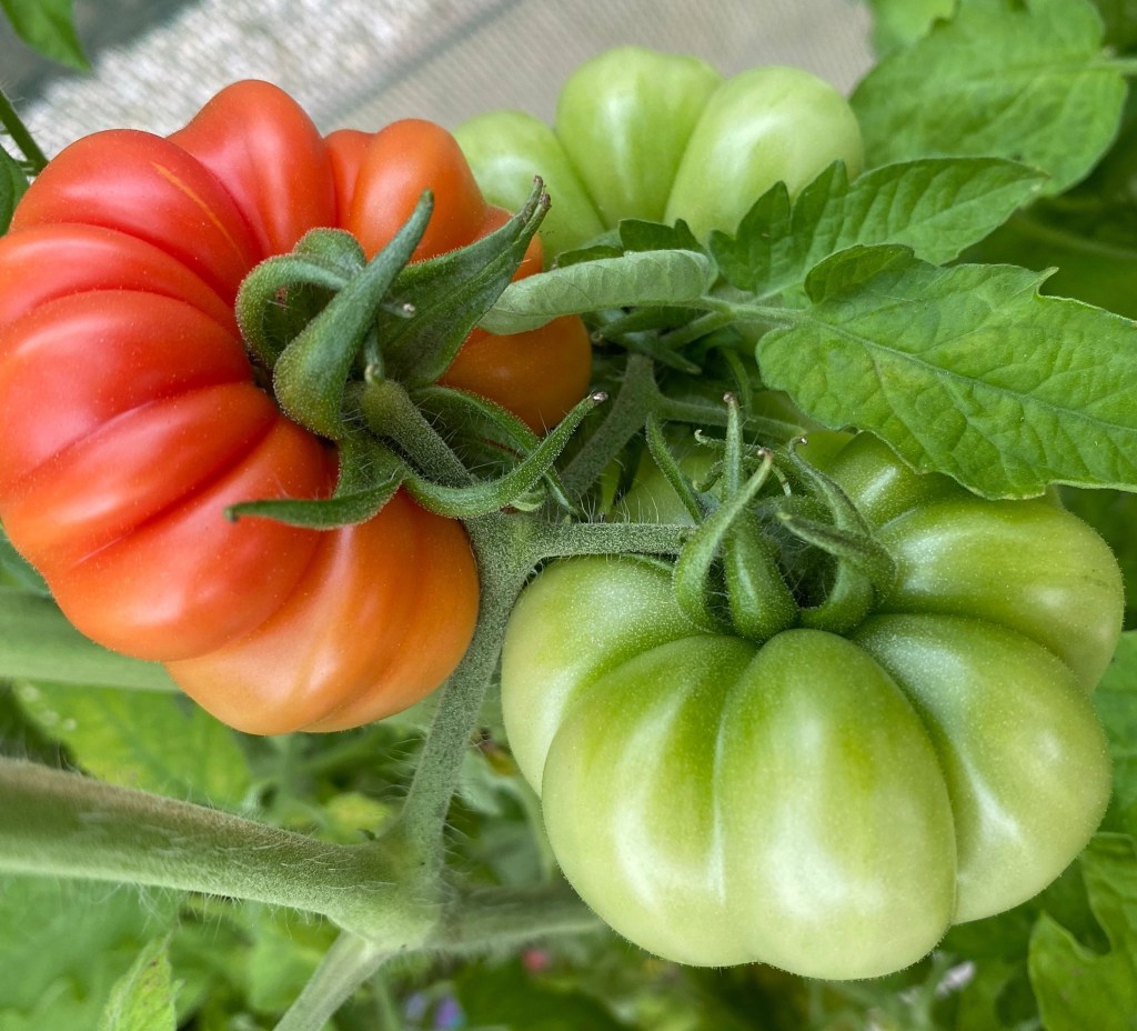 Why are my Tomatoes not going red? 3 Top Tips to get Tomatoes to turn Red