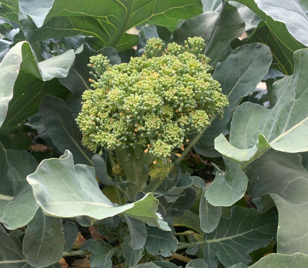 Early July Progress in the Vegetable Garden