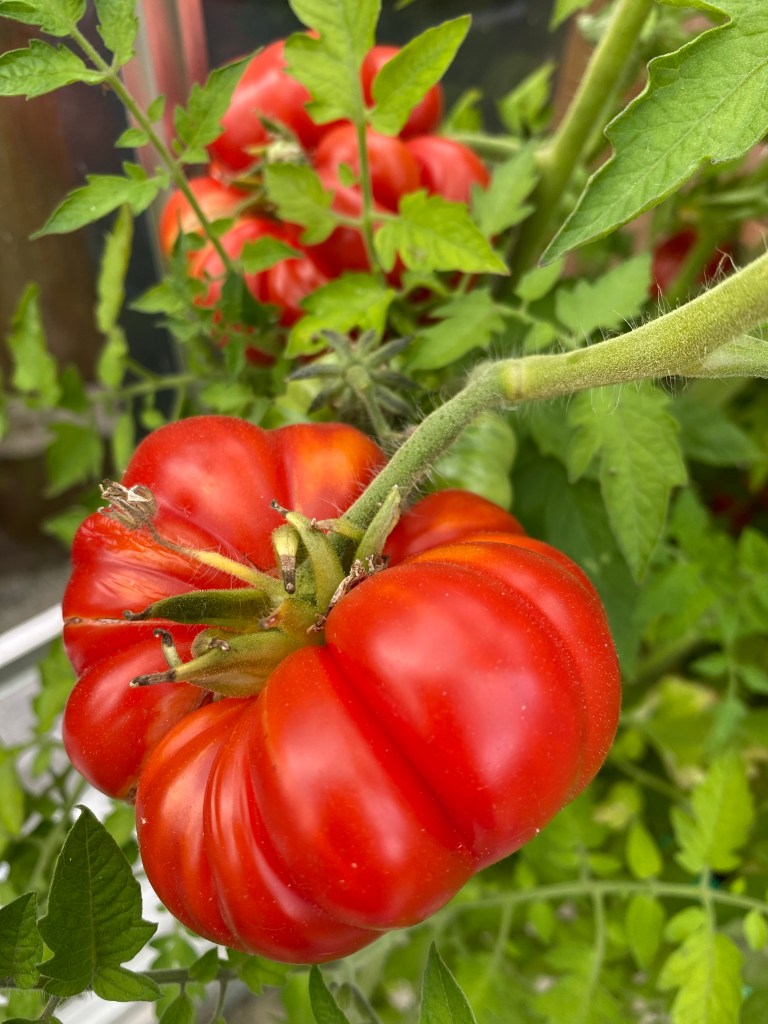 Think Like a Tomato Plant: What Your Tomato Plants are Trying to Tell&nbsp;You