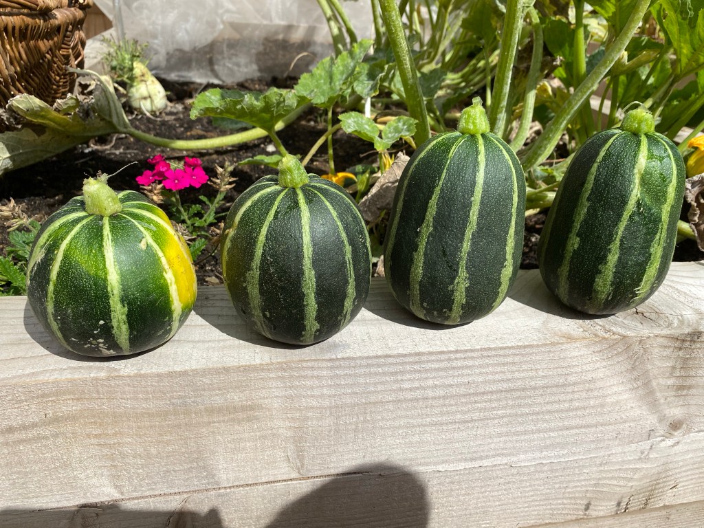 1 Courgette, 2 Courgette, 3 Courgette and more..