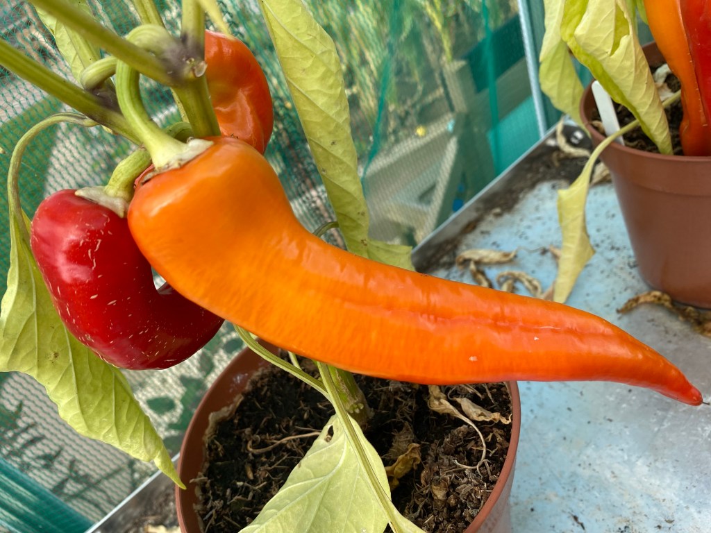 Yellow, Orange, Red – Colour Changing Sweet Rams Horn&nbsp;Peppers
