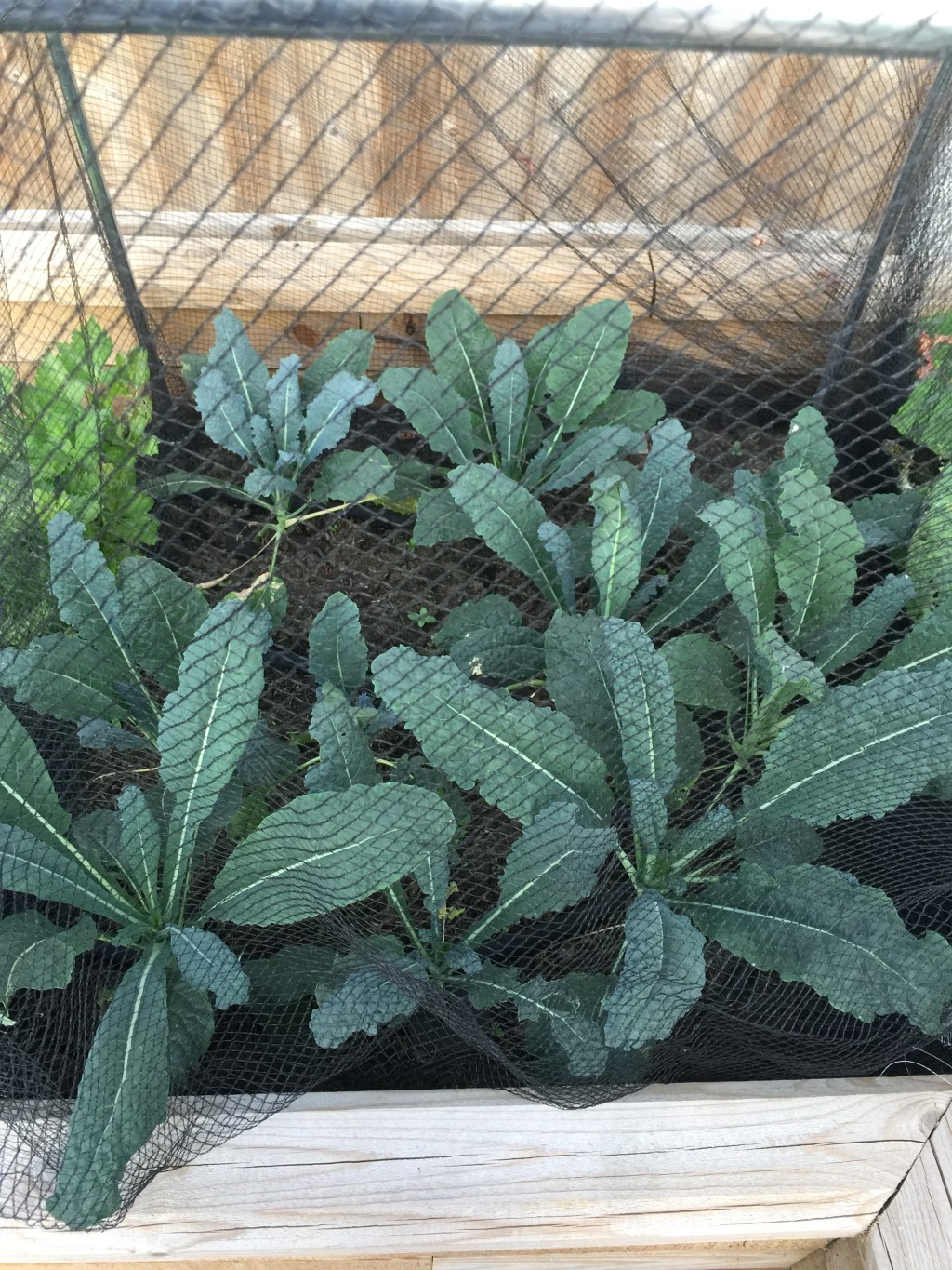 Seeds to Sow in Now and August for a Autumn and Winter&nbsp;Harvest