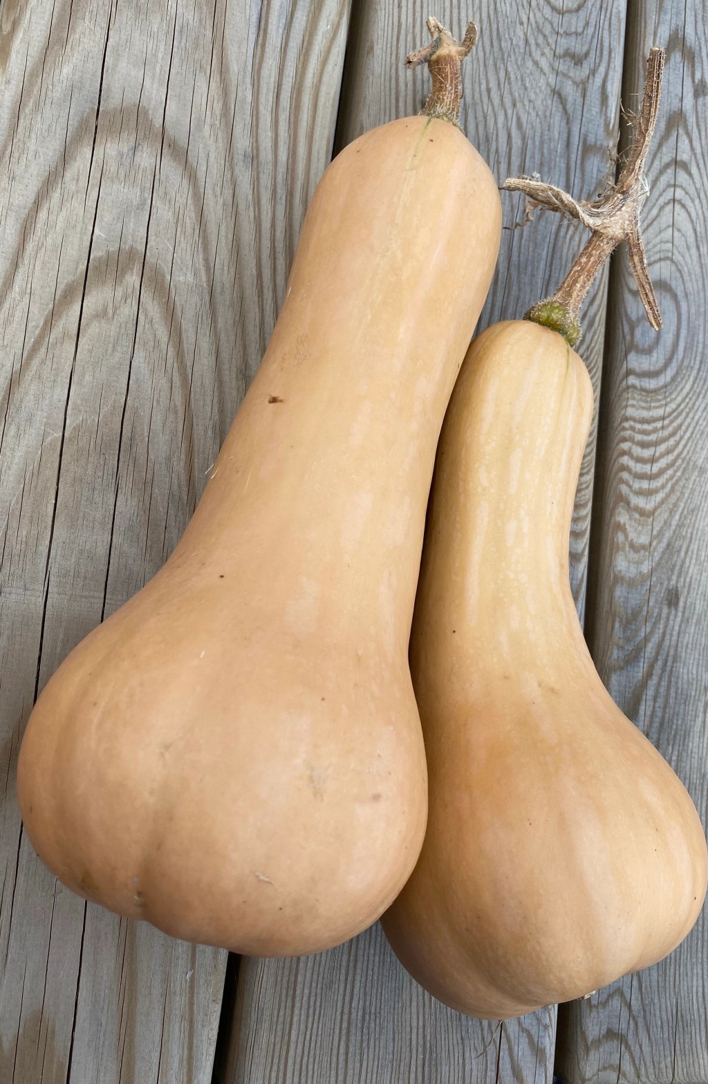 Growing Butternut Squash in a Large Pot & Harvest Top&nbsp;Tips