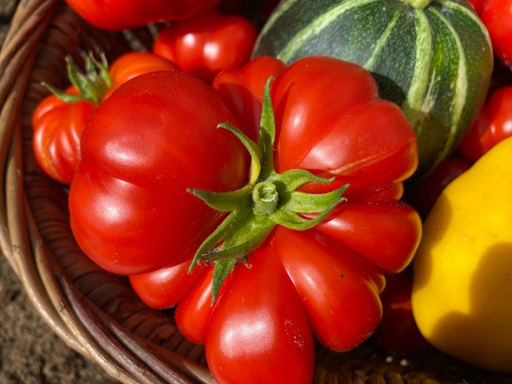 And Finally… The Italian Job – Tomato Harvest in Late&nbsp;August