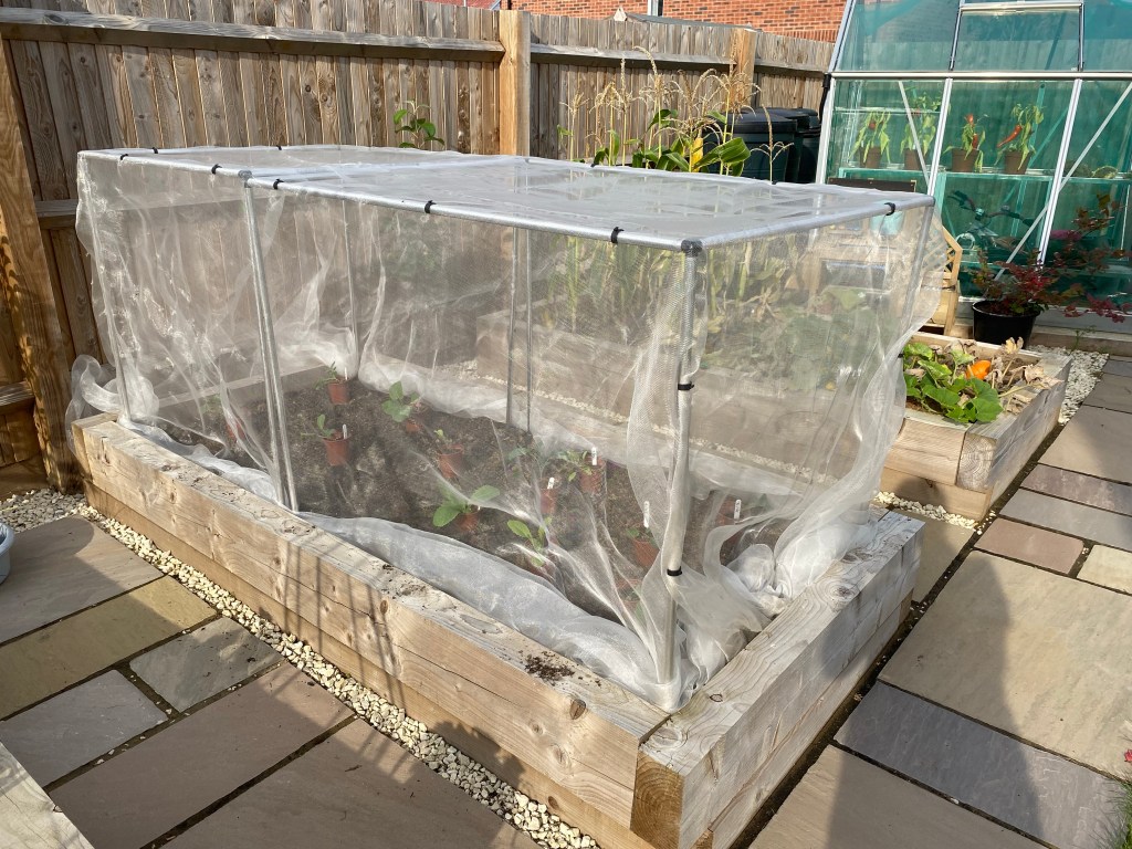 August Sowings Update – Planting Winter Veg in the&nbsp;Ground