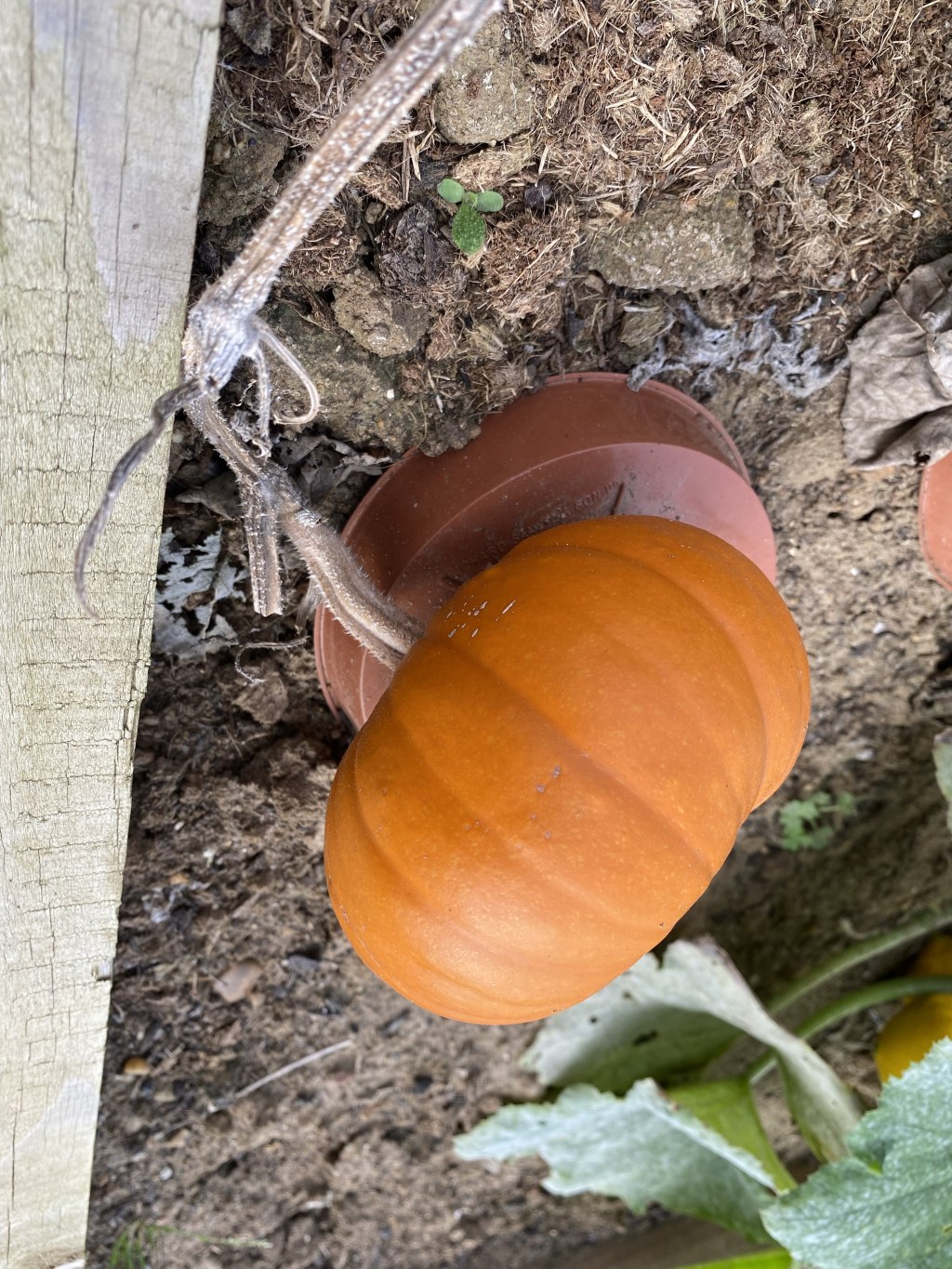 Growing Baby Bear&nbsp;Pumpkins