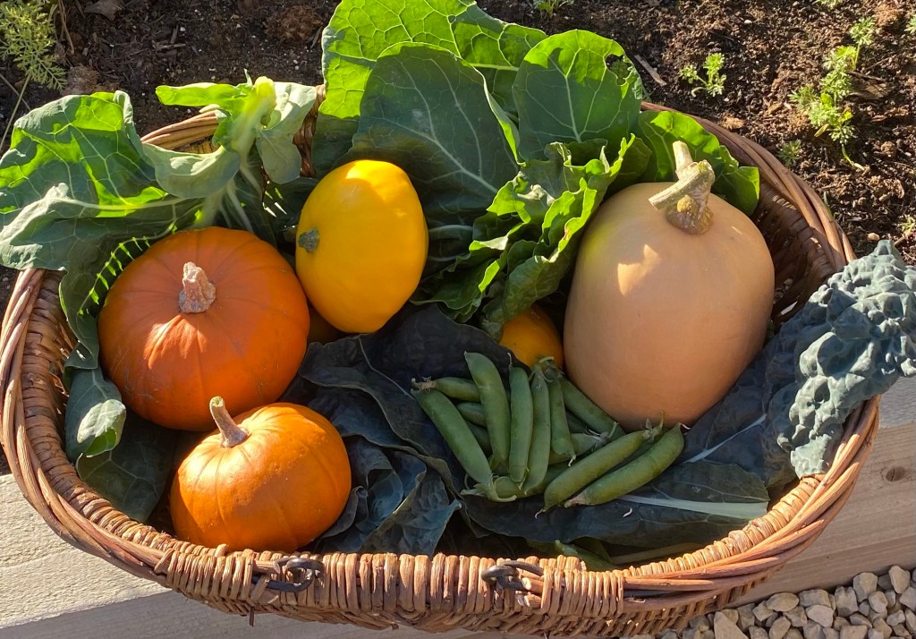 Autumn Vegetable Harvest – Pumpkins, Petty Pan Squash, Butternut & Spring Greens.