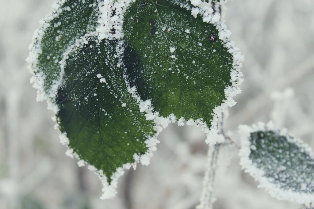 Winter is Coming! All About Frost & Growing Veg in the Autumn & Winter.