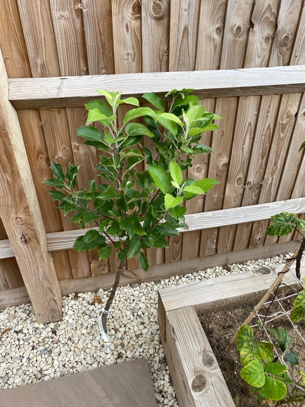 Columnar Fruit Trees Growing in our Vegetable Garden – 1 Year Growth Update