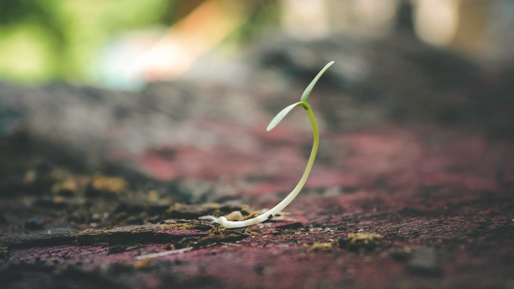 Is it worth starting to sow Vegetable Seeds in&nbsp;January?