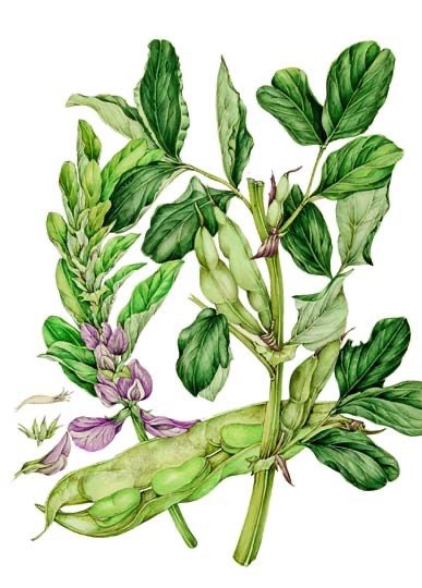 Growing Broad Beans – Part 2 – Comparing&nbsp;Varieties