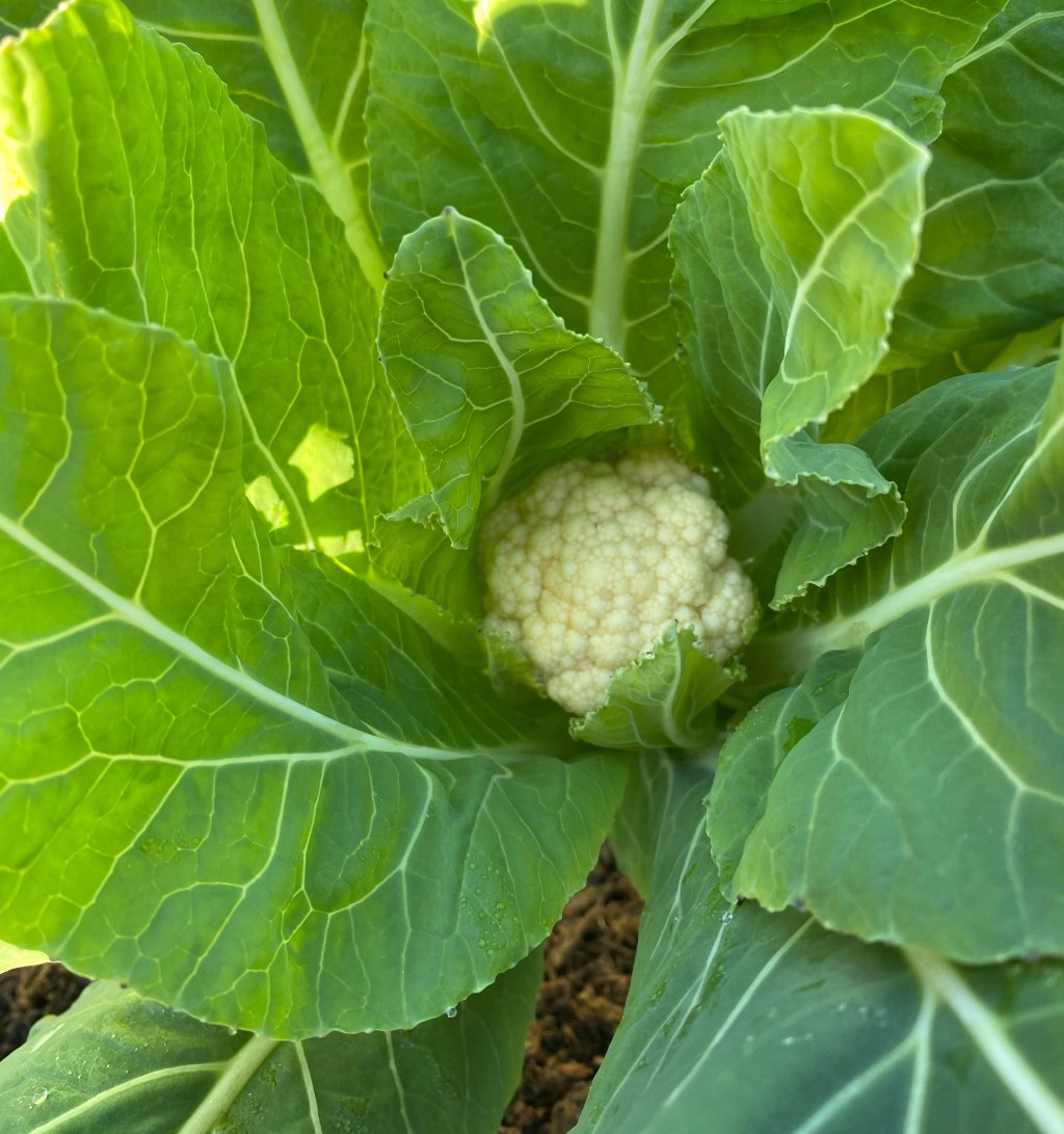 We have Autumn&nbsp;Cauliflowers!
