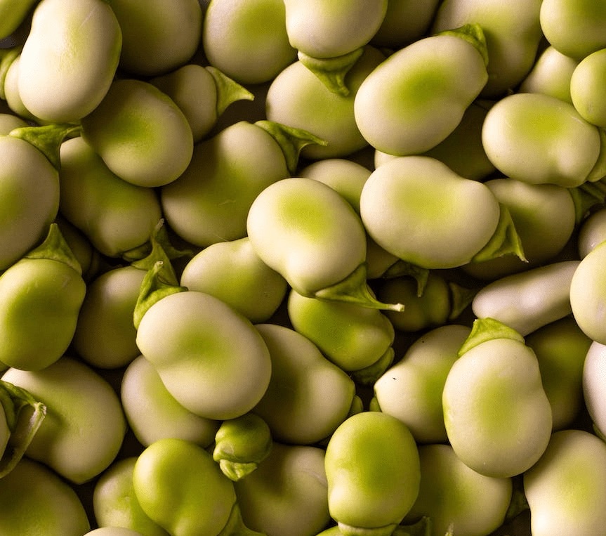 Growing Broad Beans – Part 1 – Origins, Nutrition & Growing Conditions