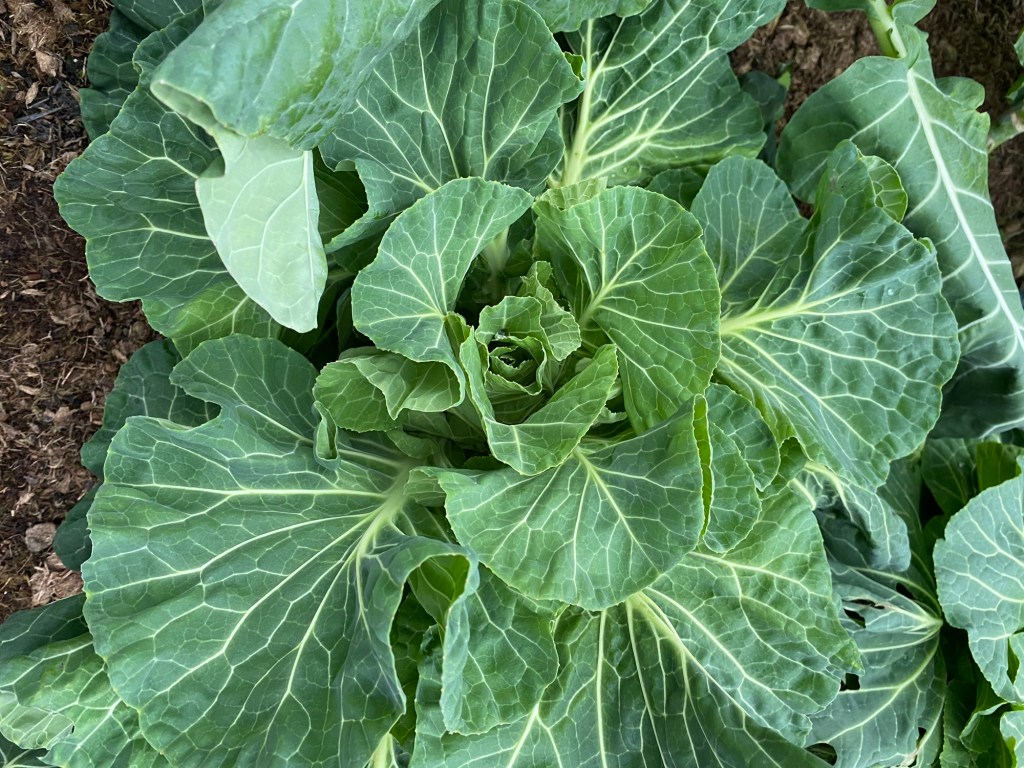 Vegetable Garden Update – January – Cauliflower, Kale, Fennel, Spring Cabbage,&nbsp;Carrots.