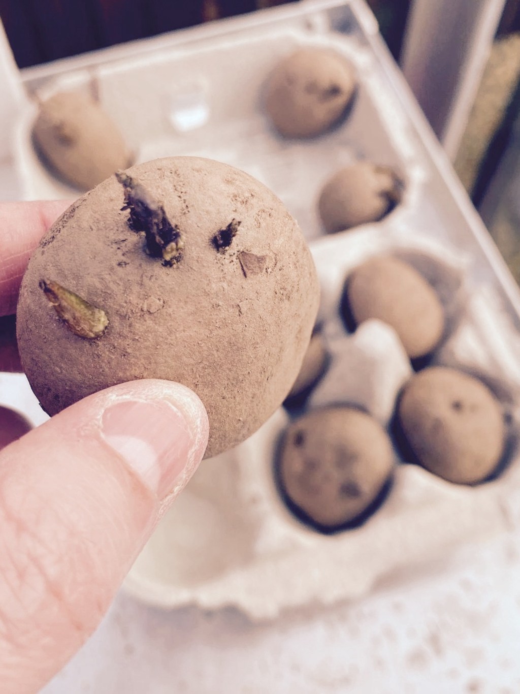 February – Buy & Chit your Seed Potatoes & How To Plant&nbsp;Potatoes