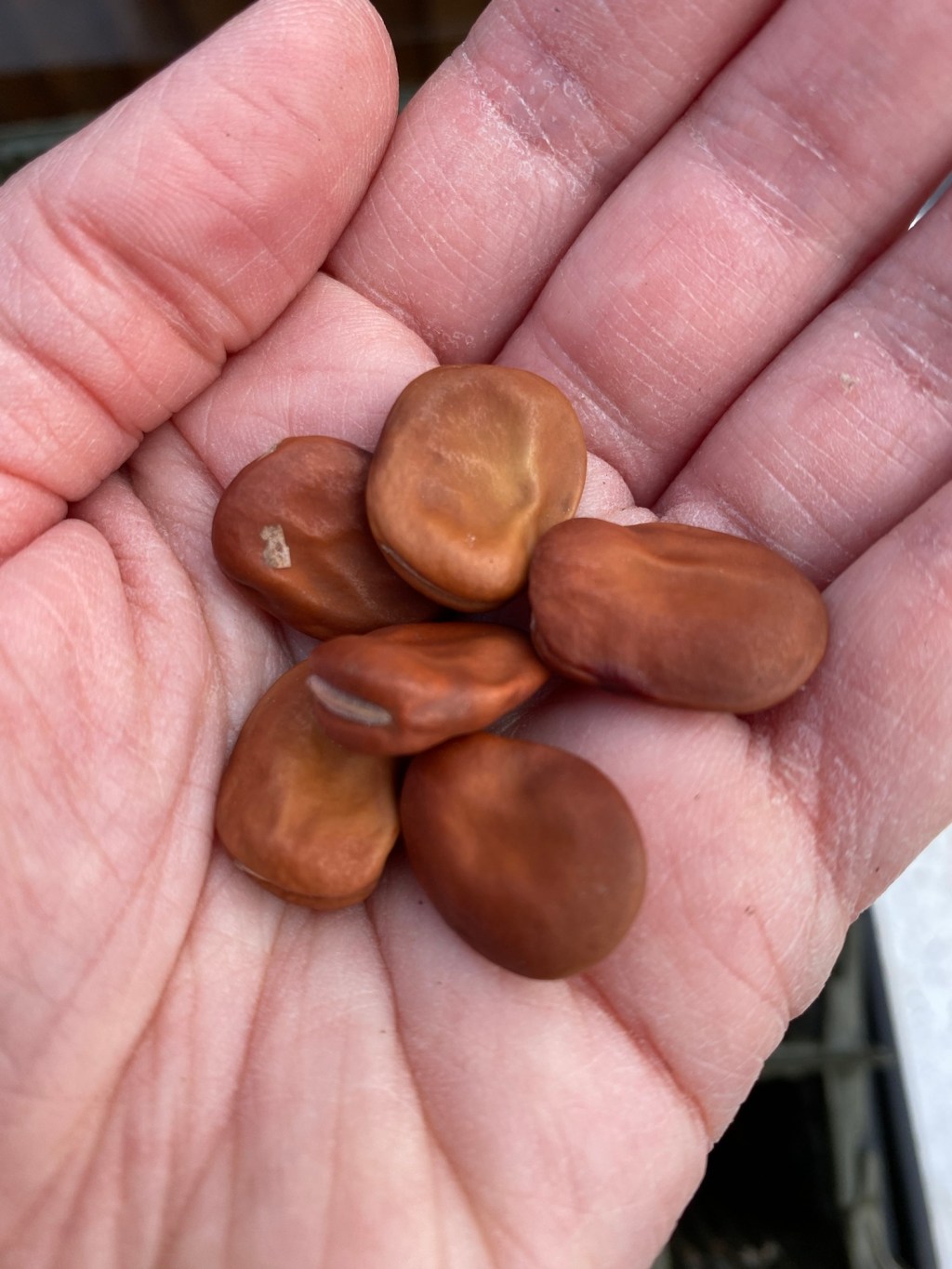 How does a Seed Germinate? A Guide for Beginners