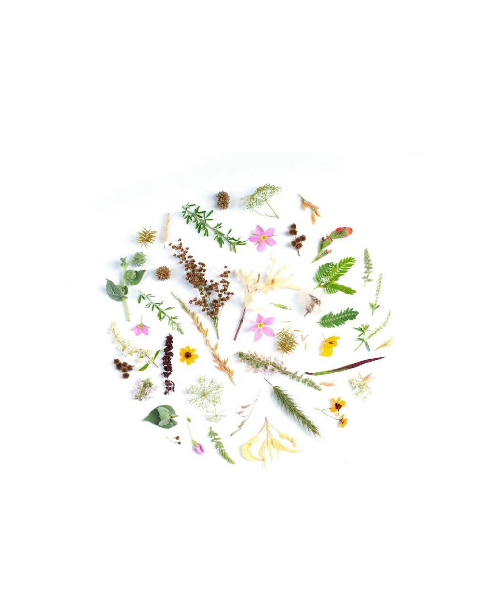 Things that have caught my eye this week – Nature&nbsp;Artists