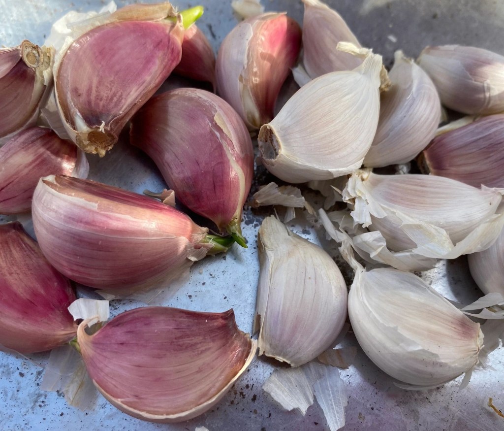 Growing Spring Planting Garlic in Mid March – Is it too late to grow?