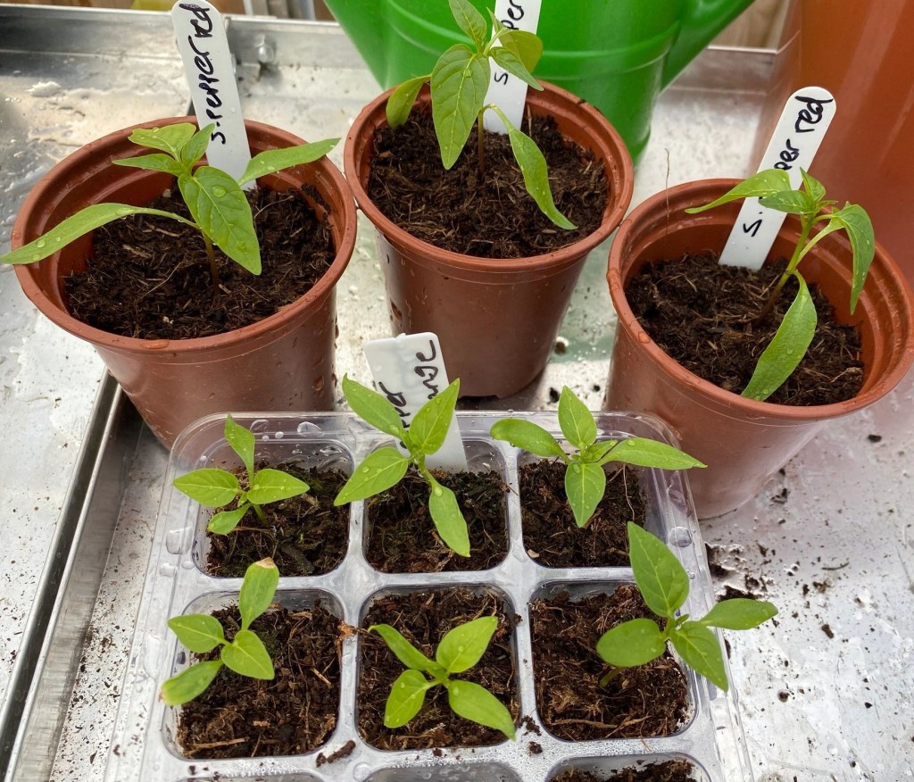 Potting On Sweet Peppers – Napia (early red) with Video