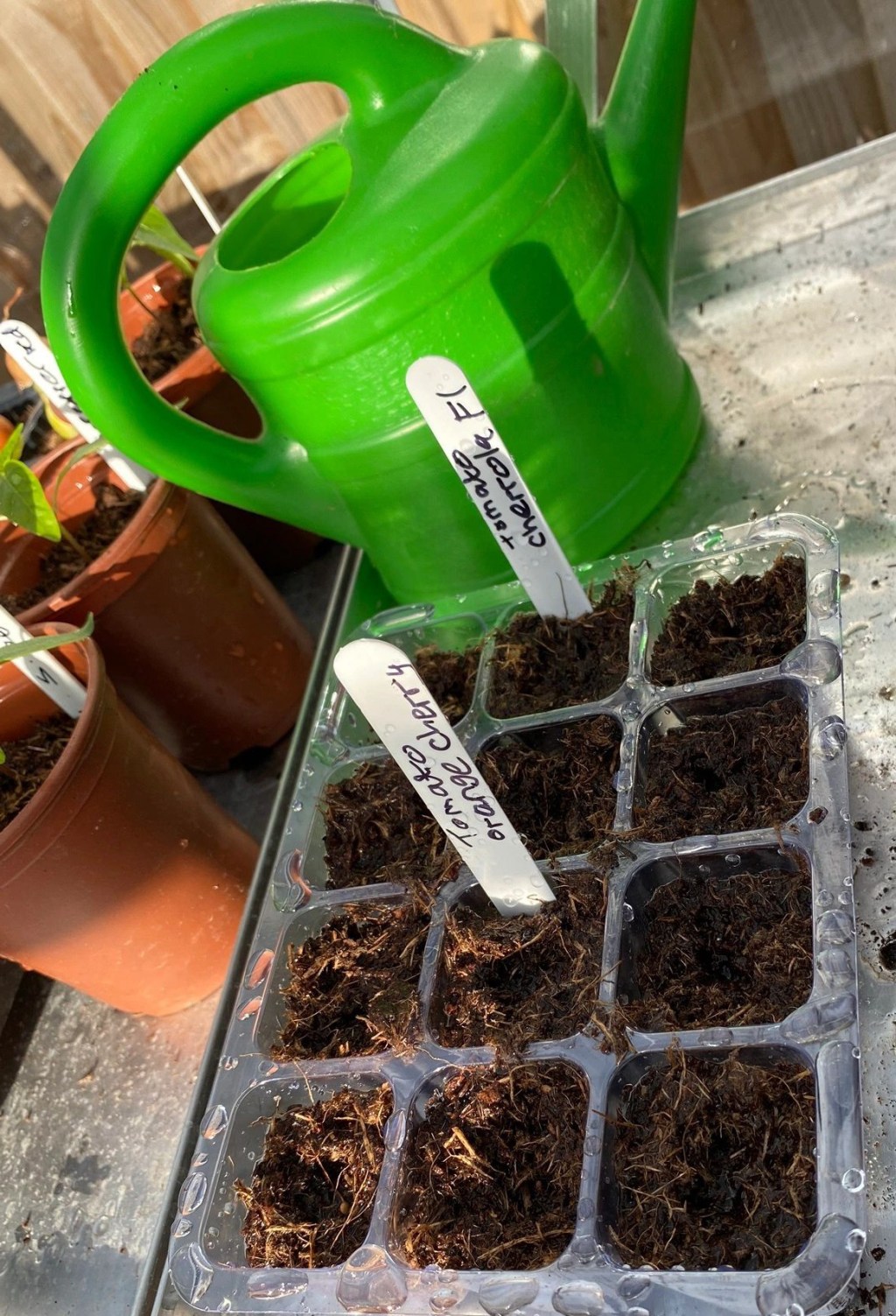 Part 2 – How to Sow Tomato Seeds with short Sowing Video