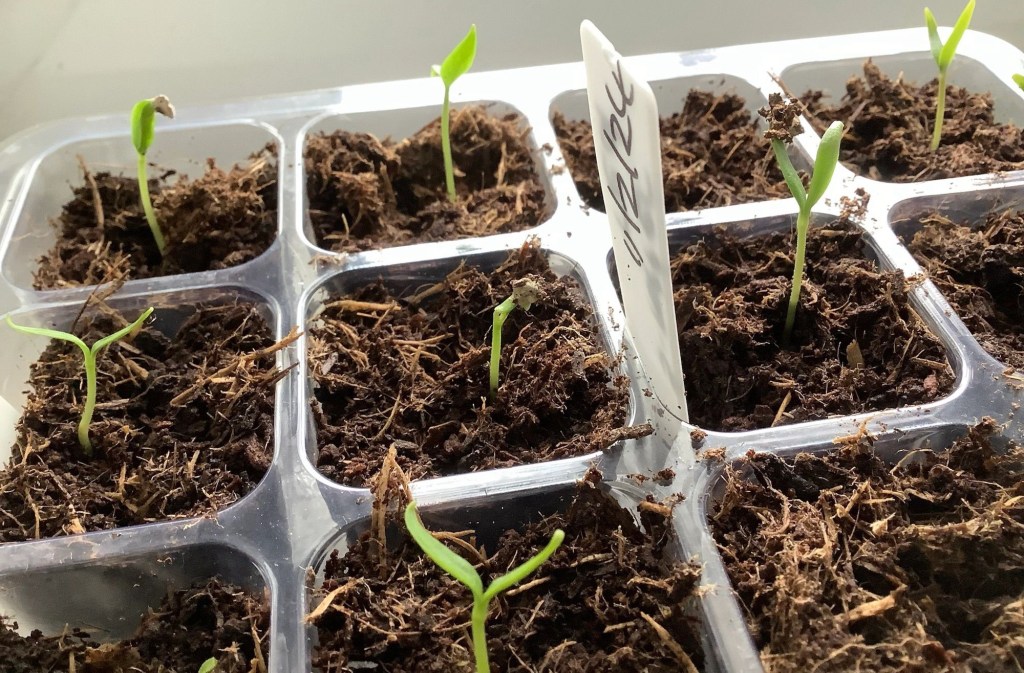 Sweet Peppers ‘Tangerine Dream’ and ‘Napia’ have Germinated!