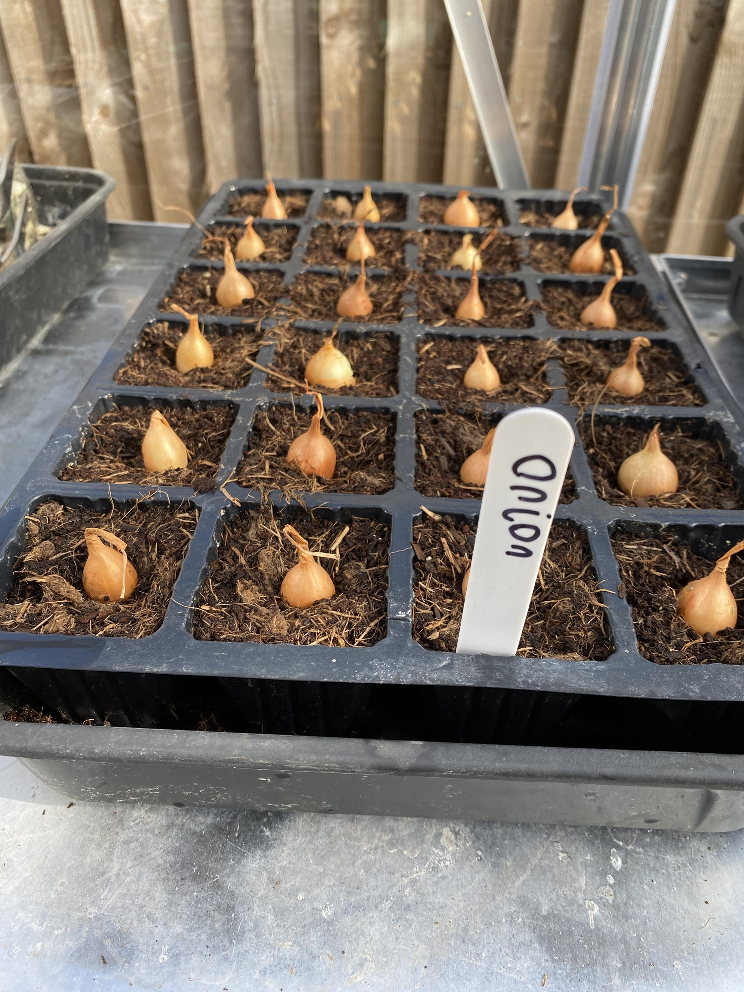 How to Start Growing Onions in wet weather in cell trays with Video