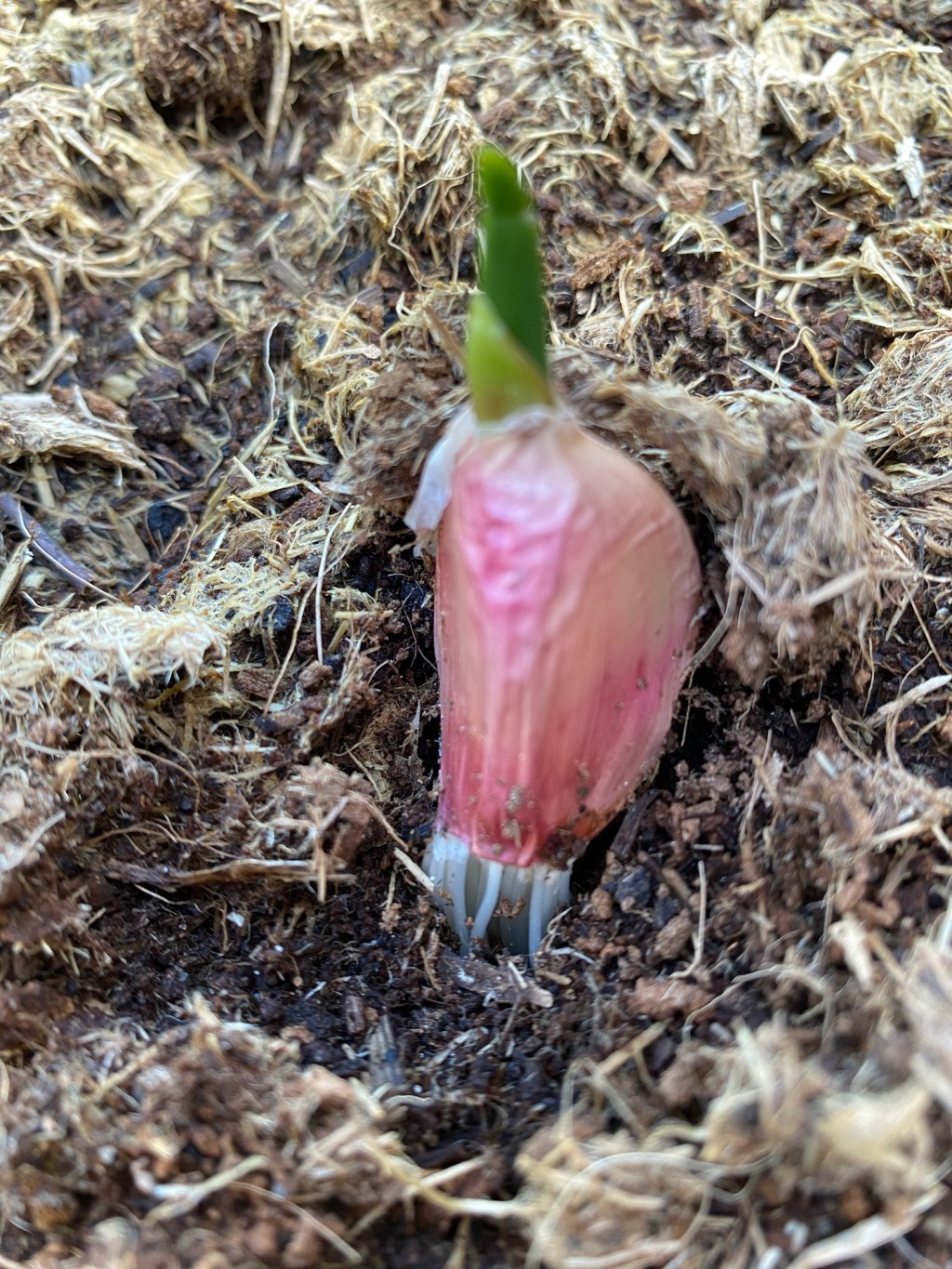 Growing Garlic with Onions and&nbsp;Leeks