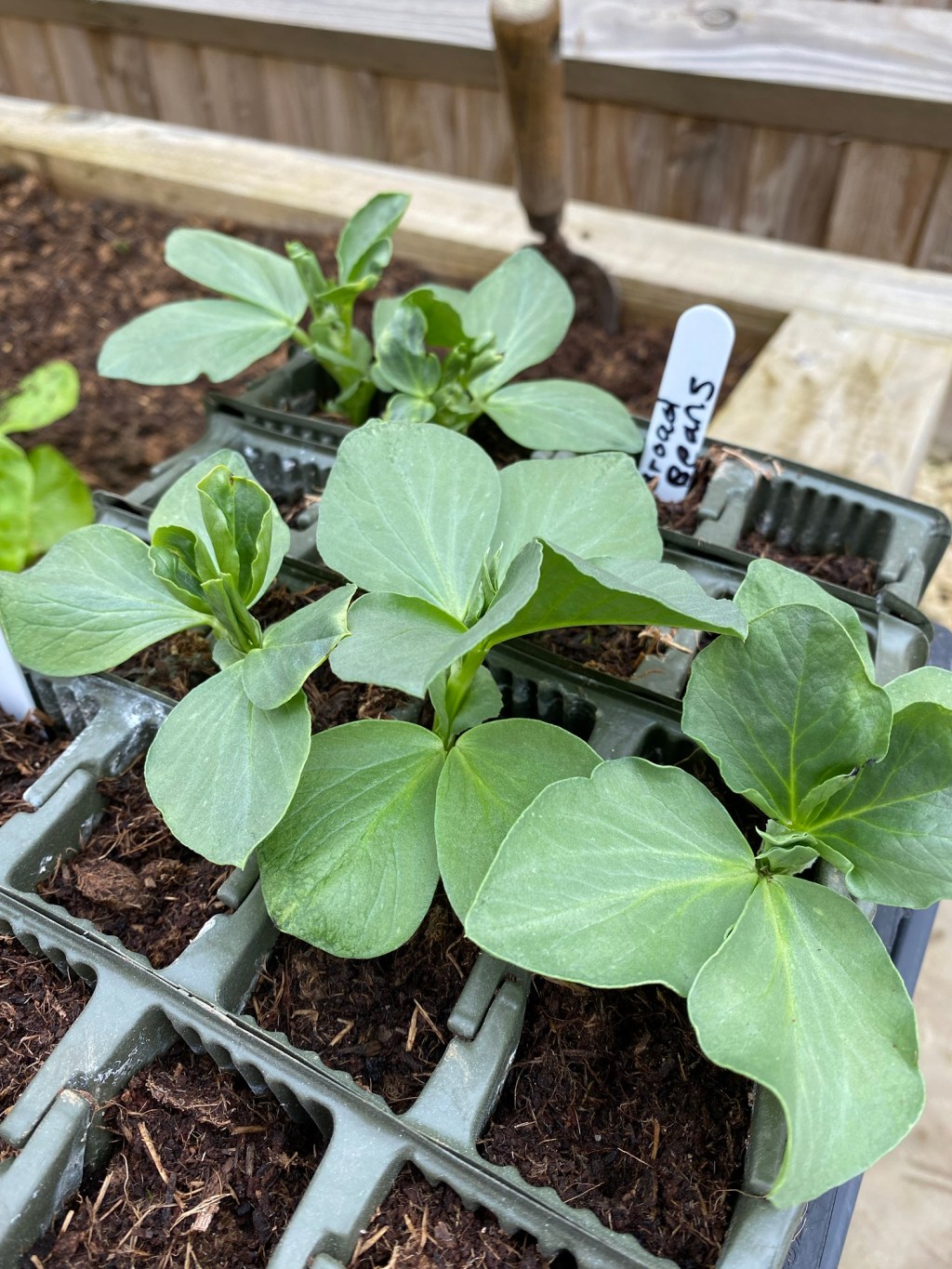Part 4 – How to Plant Out Broad Beans into a Raised Bed with&nbsp;Video